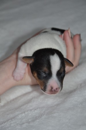 DUKE: ...einmal mehr ein Herz-ensbrecher, dieser kleine Herz-og...